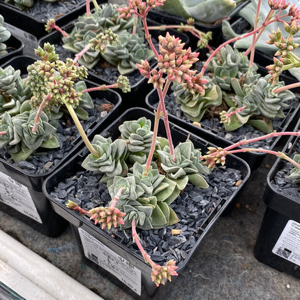 Crassula "Coralita"