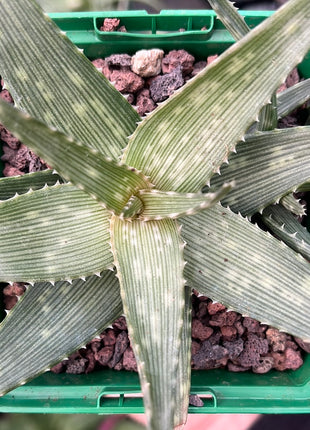 Aloe 'Croco mix'