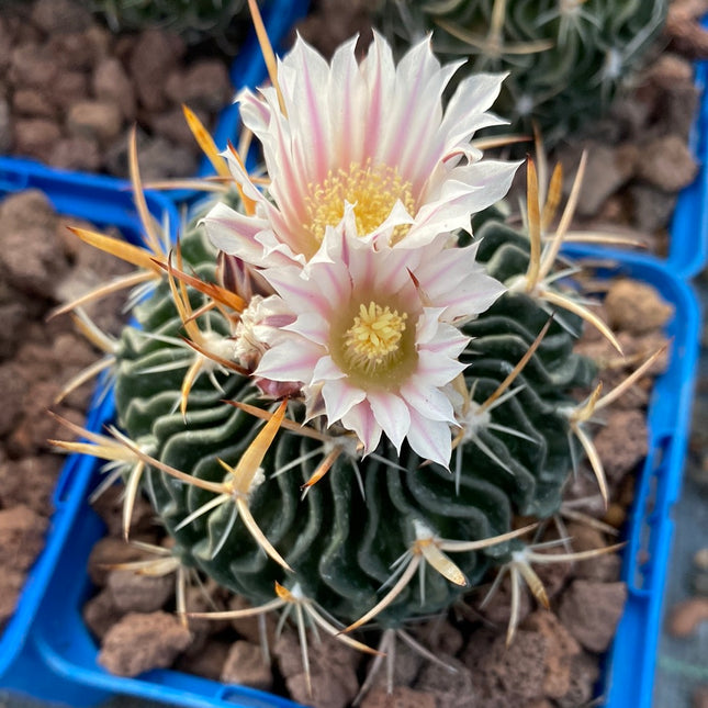 Echinofossulocactus crispatus