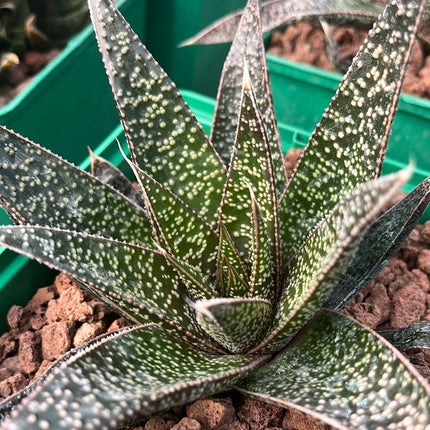x Gasteraloe 'Flow'