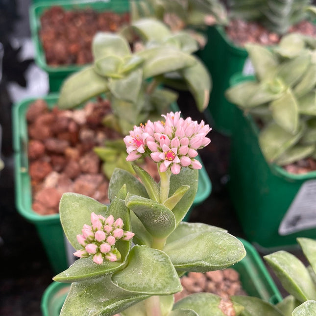 Crassula 'Frühling'