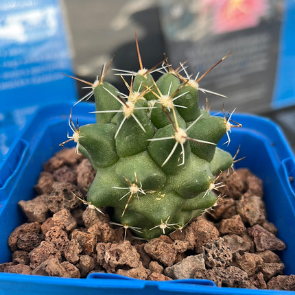 Thelocactus panarottoanus