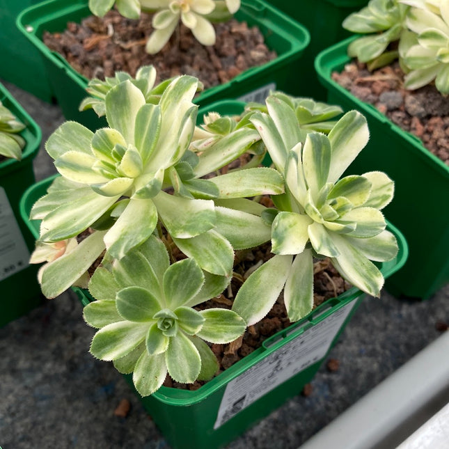 Aeonium Castello-Paivae