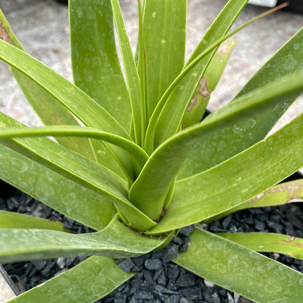 Agave bracteosa