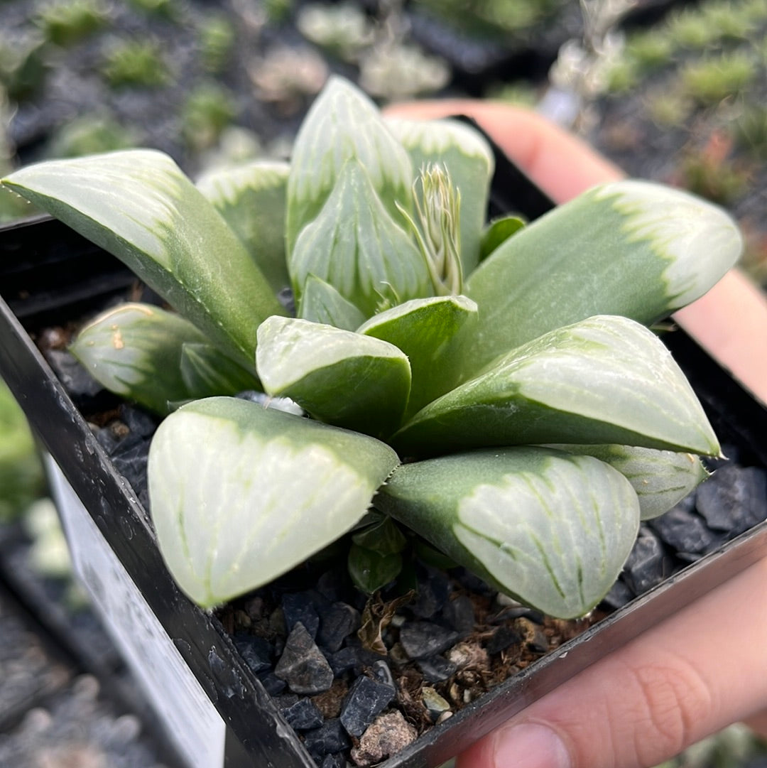 Haworthia 'Byakuya´