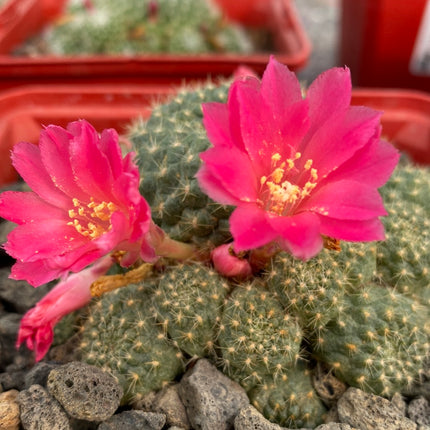 Rebutia minuscula