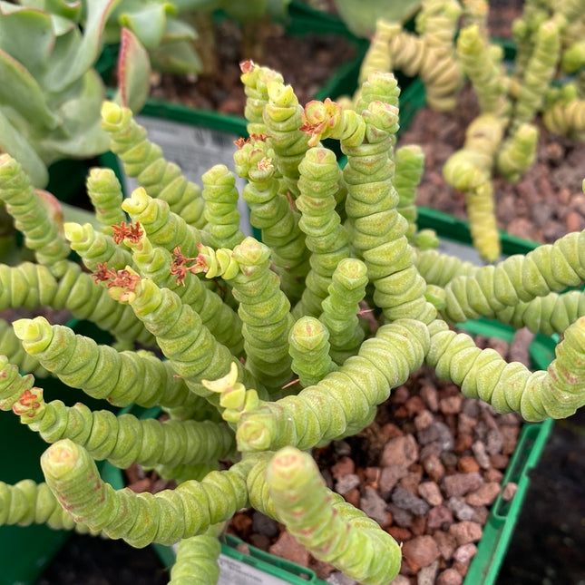 Crassula 'Baby-Halskette'