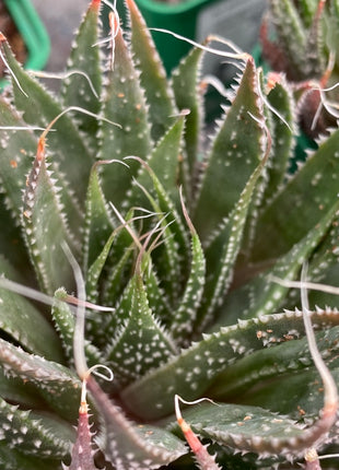 Aristaloe aristata