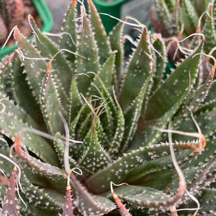 Aristaloe aristata