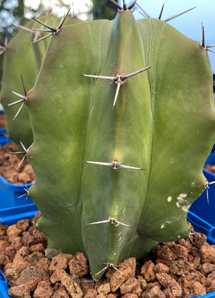 Stenocereus pruinosus