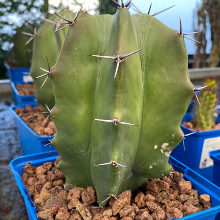 Stenocereus pruinosus