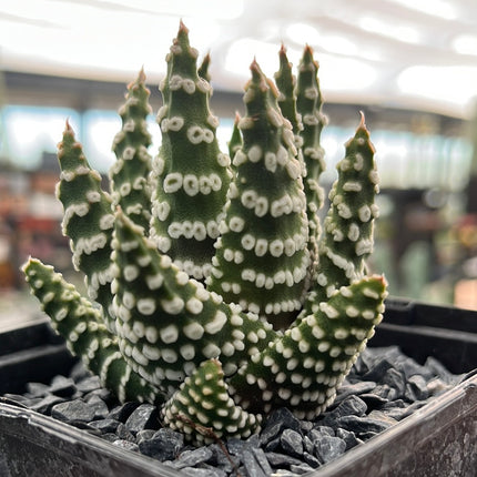 Tulista pumila 'Donuts'