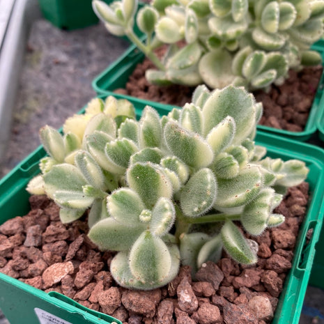 Cotyledon ladismithiensis f. variegata "Garritas de Oso"