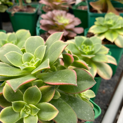 Aeonium haworthii "kiwi"