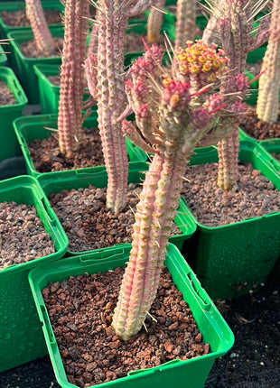 Euphorbia submammillaris variegata