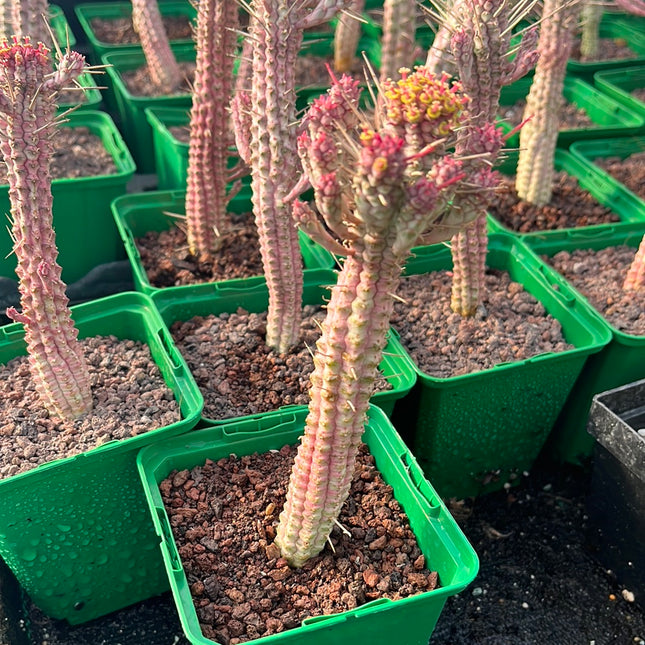 Euphorbia submammillaris variegata