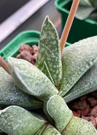 Gasteria camillae