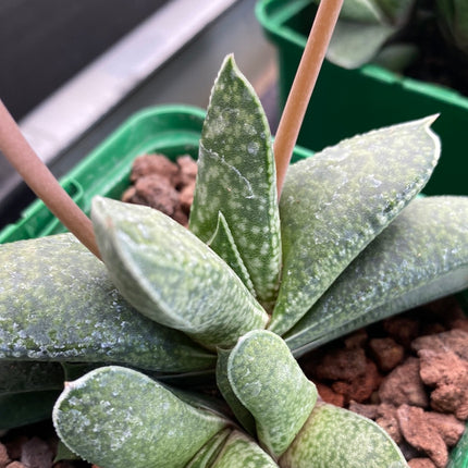 Gasteria camillae
