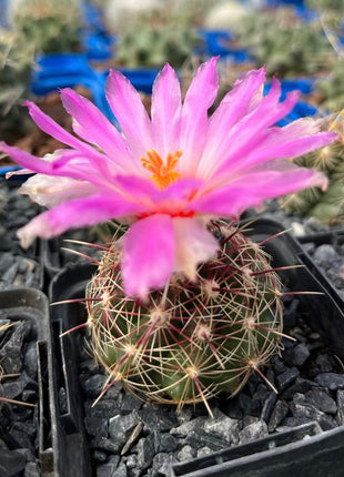 Thelocactus bicolor