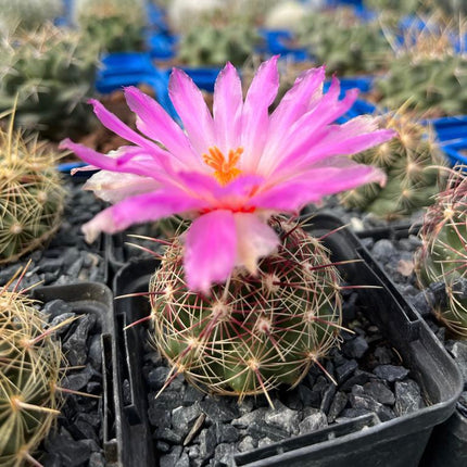 Thelocactus bicolor