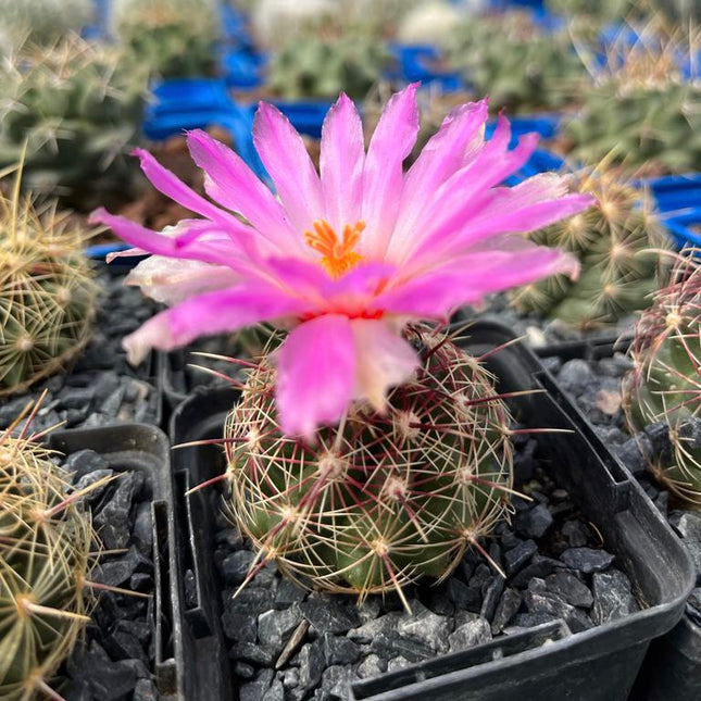 Thelocactus bicolor