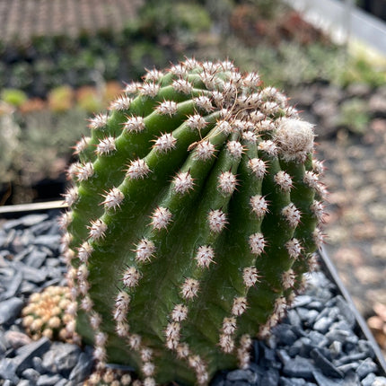 Trichocereus-Hybride