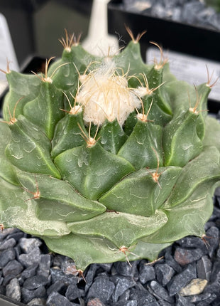 Obregonia denegrii CITES I