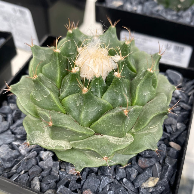 Obregonia denegrii CITES I