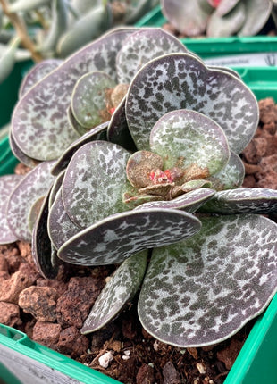Adromischus maculatus
