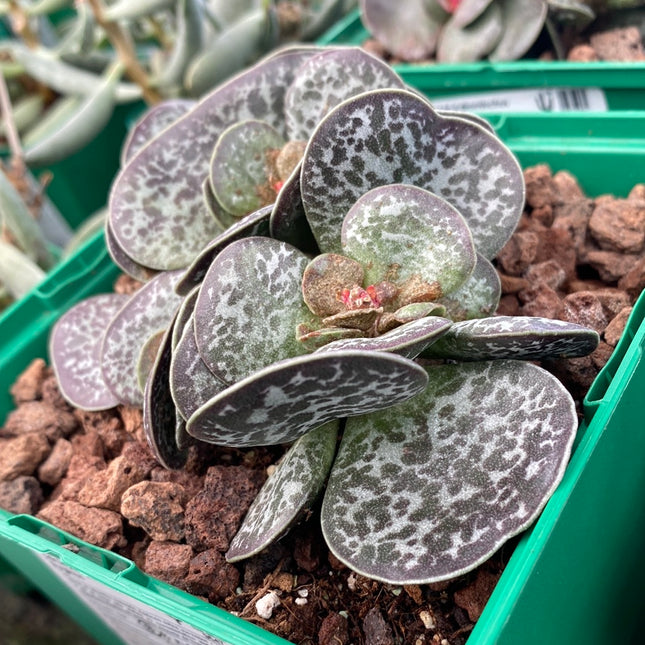 Adromischus maculatus