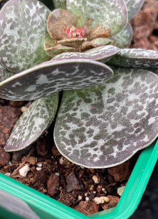 Adromischus maculatus