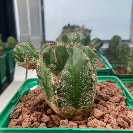 Euphorbia handiensis