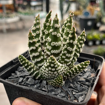 Tulista pumila 'Donuts'