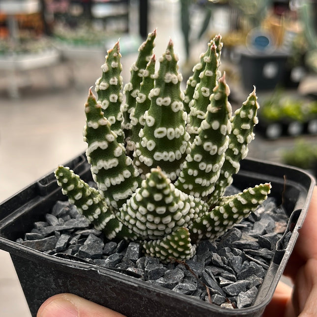 Tulista pumila 'Donuts'