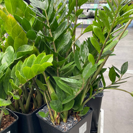 Zamioculca zamiifolia