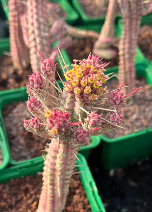Euphorbia submammillaris variegata
