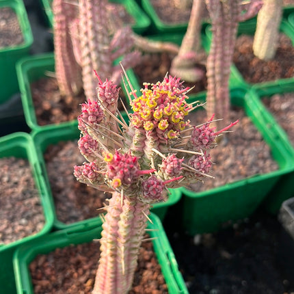 Euphorbia submammillaris variegata