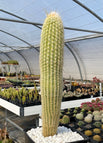 tall pot