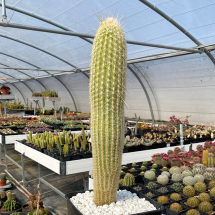 Espostoa melanostele subs. Wiegenlied