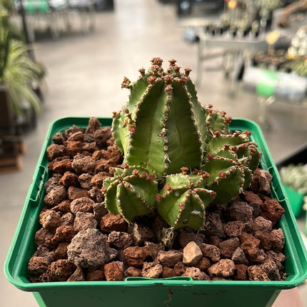 Euphorbia frankii