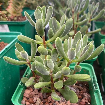 Crassula rogersii
