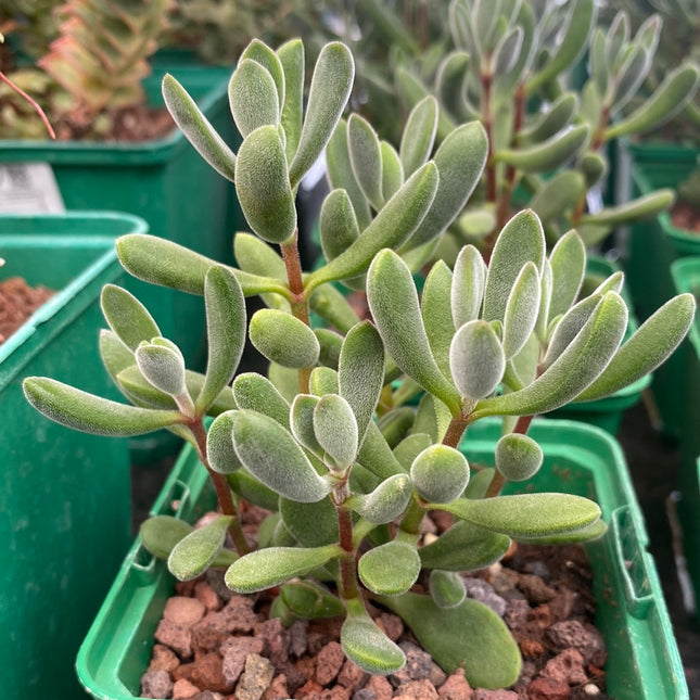 Crassula rogersii | Crásula de Rogers