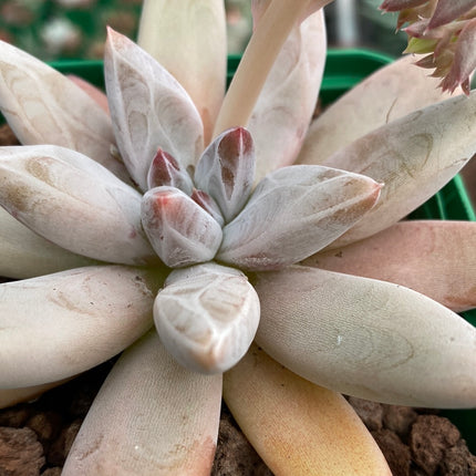 Echeveria ‘Tolimanensis’