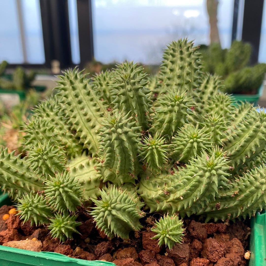 Euphorbia susannae