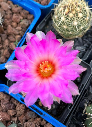 Thelocactus bicolor