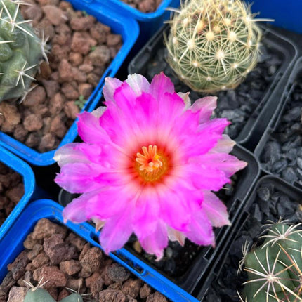 Thelocactus bicolor