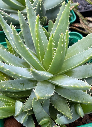Aloe brevifolia