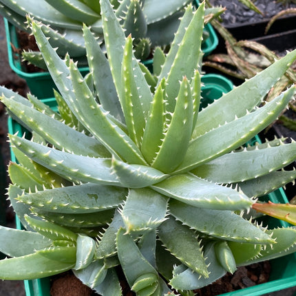Aloe brevifolia