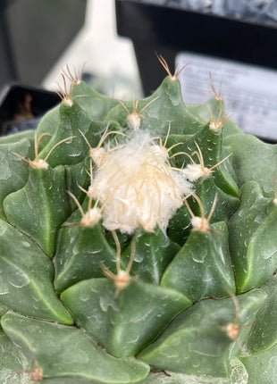 Obregonia denegrii CITES I