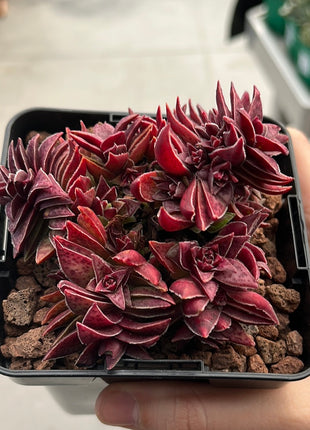 Crassula capitella subs. Thyrsiflora